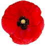 Red poppy. To Poppy Time main page.
