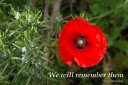 We will remember them - poster (Thumbnail for A4 size). Shows red poppy and rosemary.