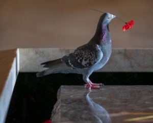 Pigeon with poppy (Image: awm.gov.au)